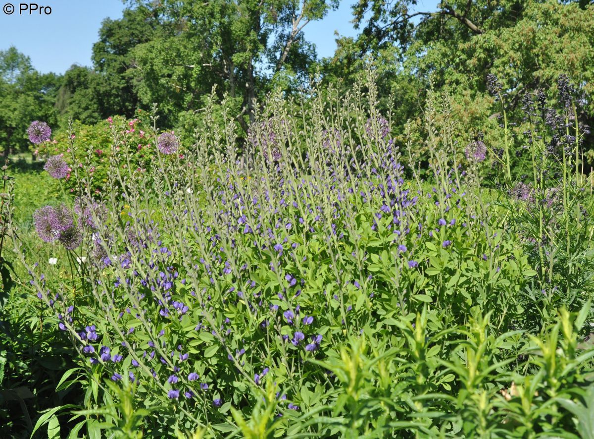 Indigolupine, Blaue Färberhülse