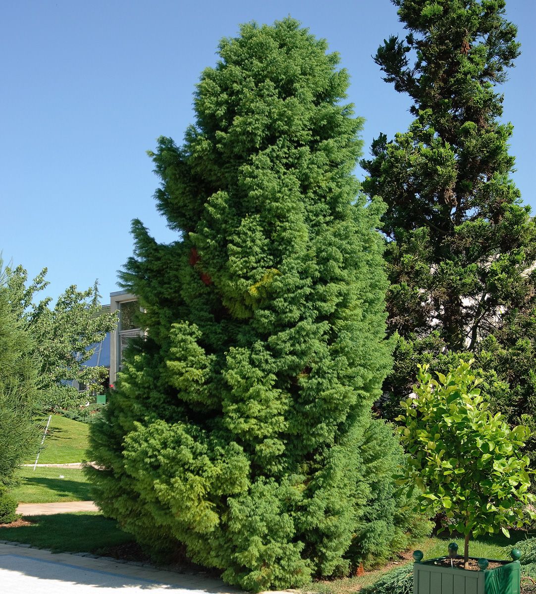 Sicheltanne Elegans Sicheltanne Elegans