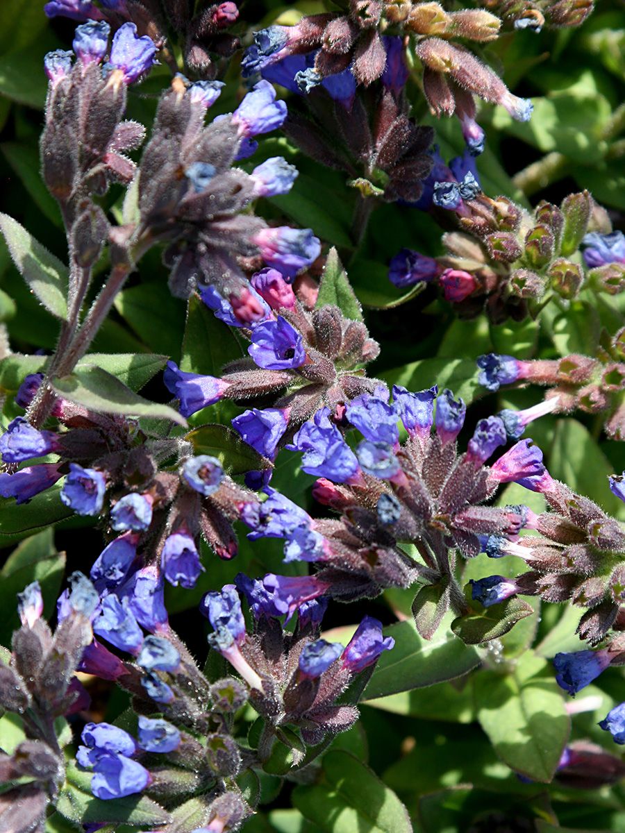 Lungenkraut Blaues Meer