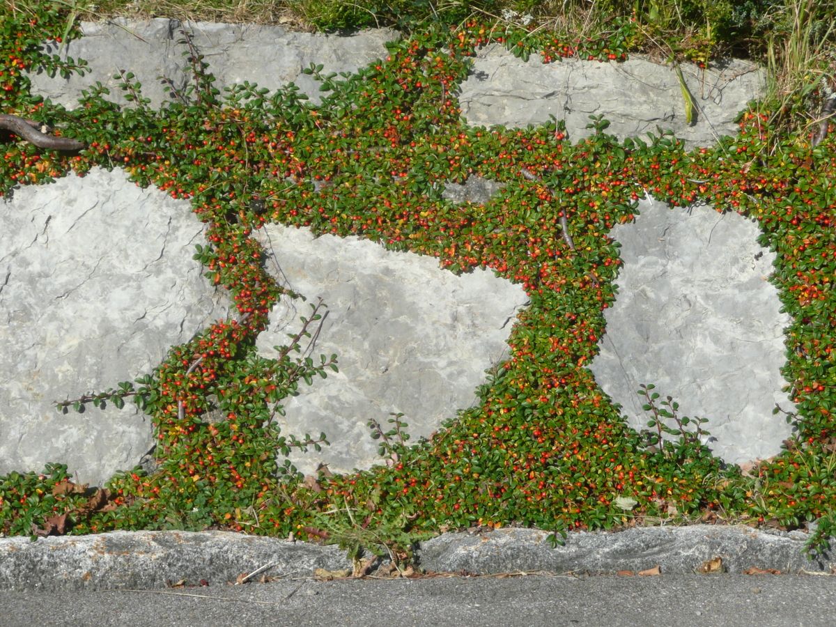 Teppichfelsenmispel Major