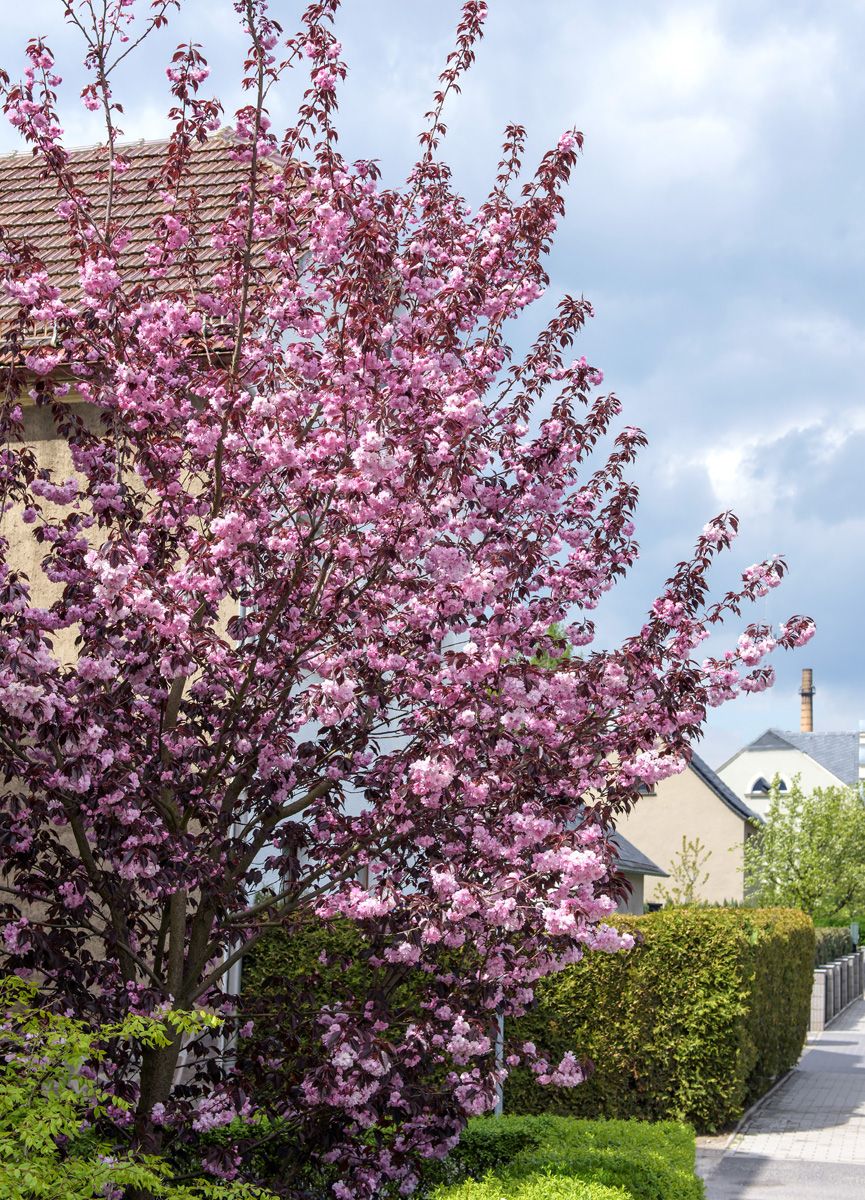 Rotblättrige Japanische Zierkirsche Royal Burgundy Rotblättrige Japanische Zierkirsche Royal Burgundy