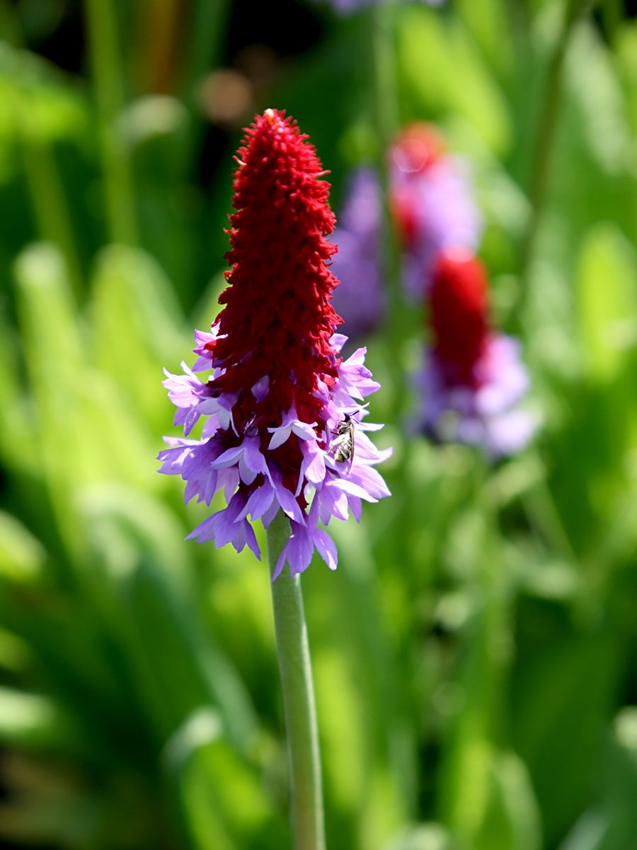 Orchideenprimel