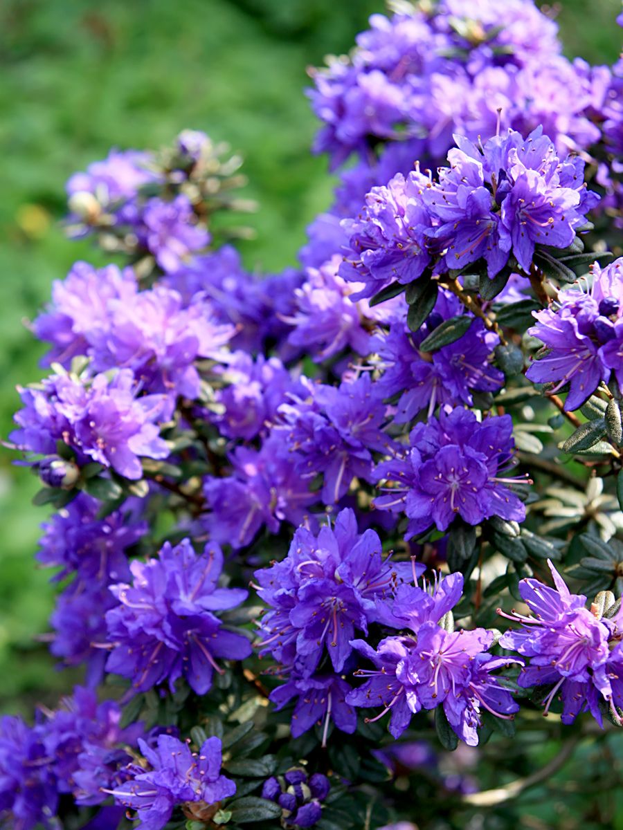 Zwergrhododendron Azurika
