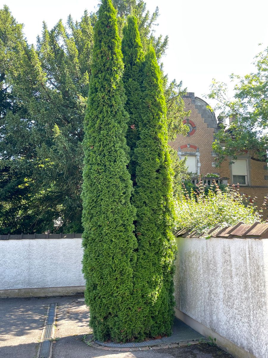 Smaragdlebensbaum Smaragd Smaragdlebensbaum Smaragd