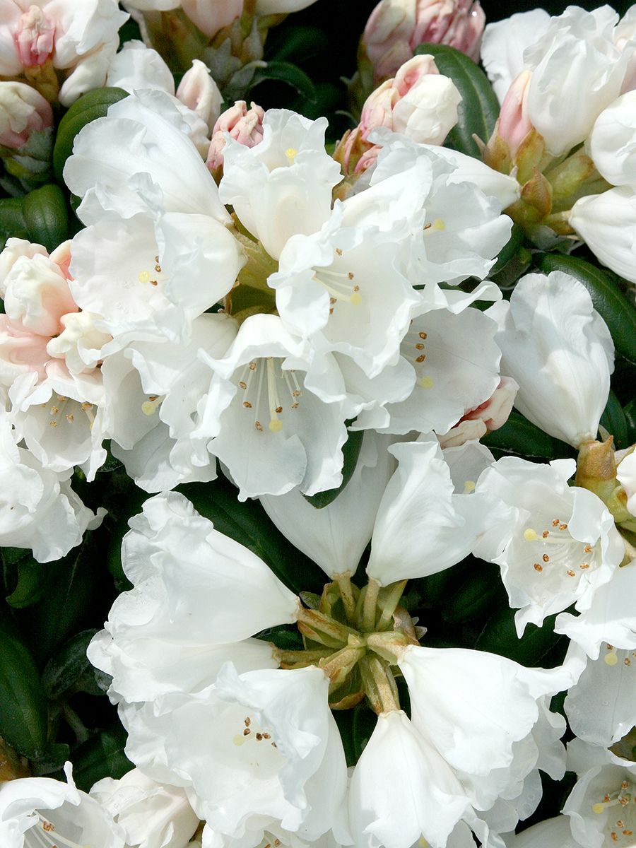 Rhododendron Schneekissen