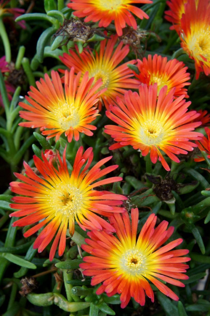 Mittagsblume Fire Wonder