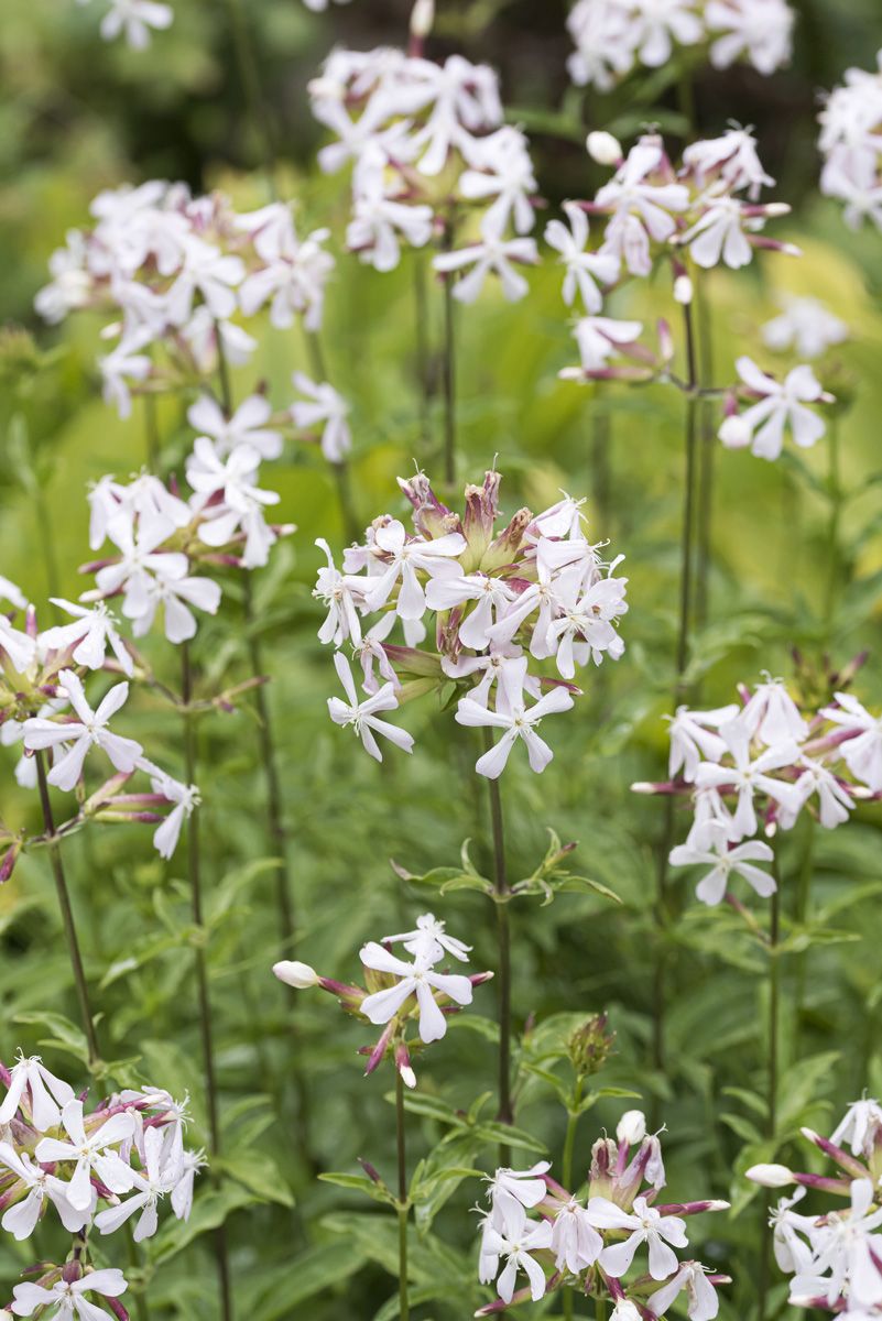 Gemeines Seifenkraut, Seifenwurz Gemeines Seifenkraut, Seifenwurz