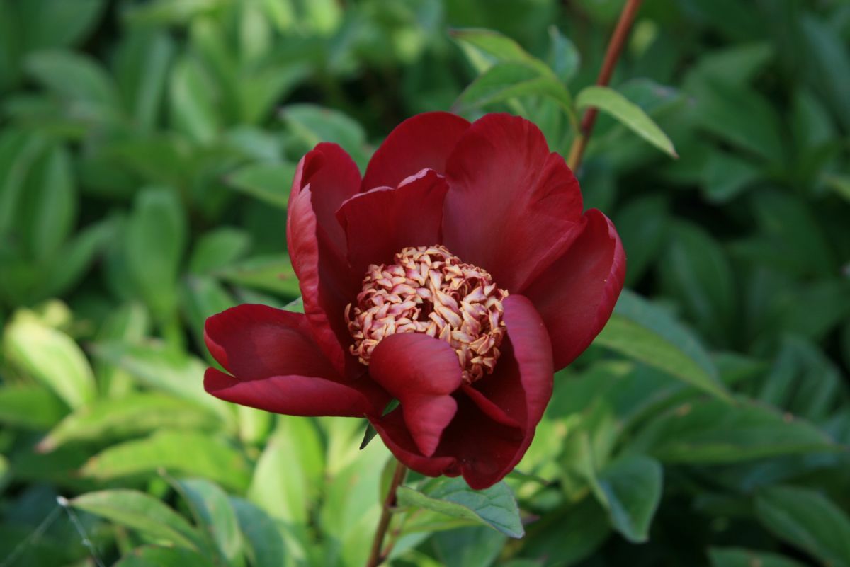 Pfingstrose Nippon Beauty