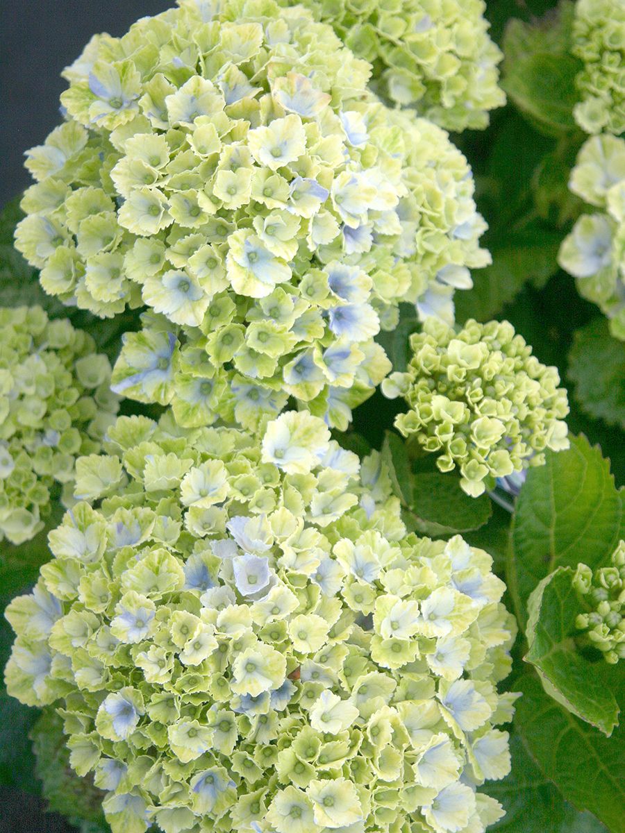 Gartenhortensie Magical Amethyst® Gartenhortensie Magical Amethyst®