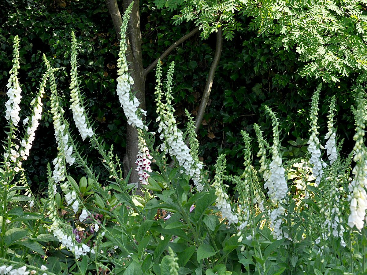 Roter Fingerhut Snow Timble Roter Fingerhut Snow Timble