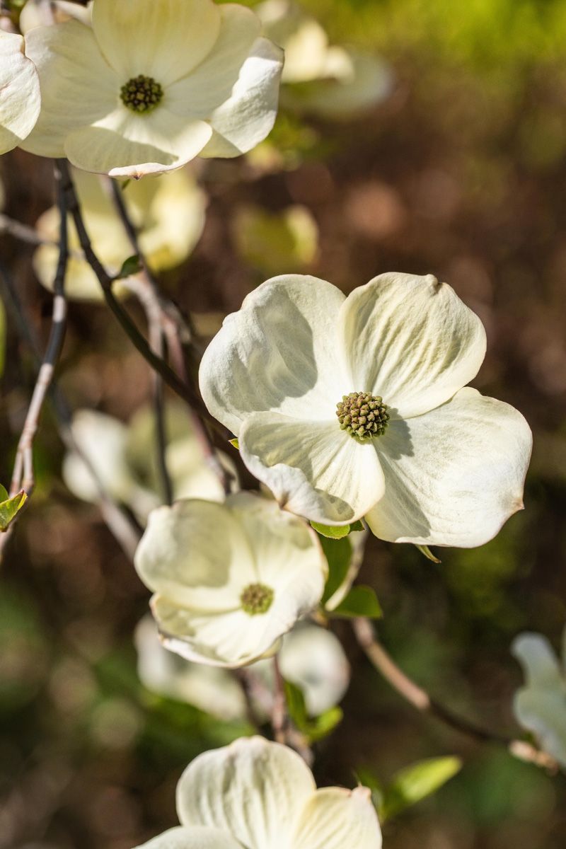 Amerikanischer Blumenhartriegel Amerikanischer Blumenhartriegel