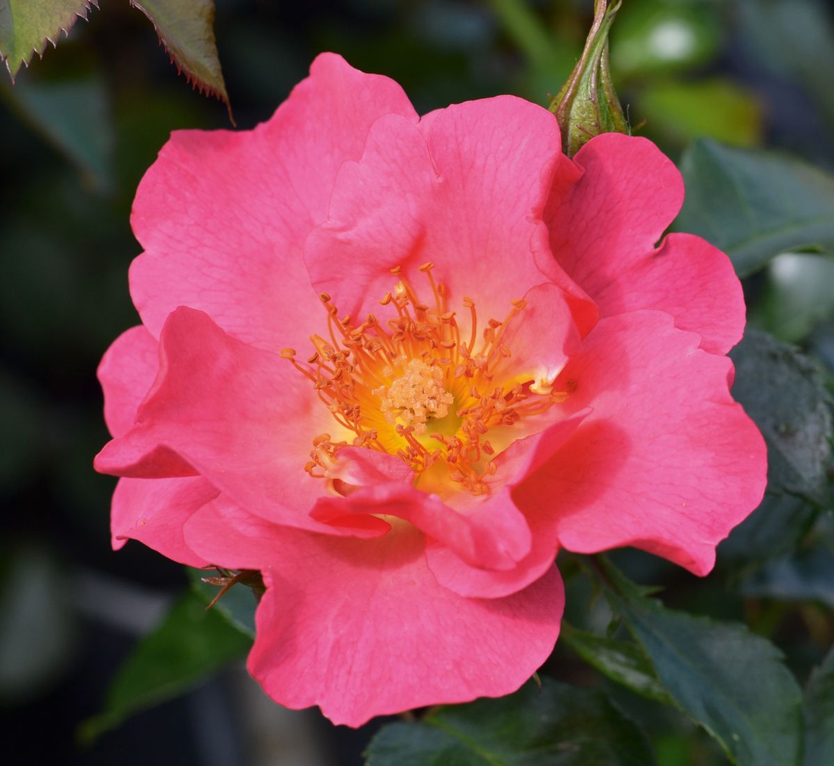 Hoppla® Boden-/Flächendeckende Rose