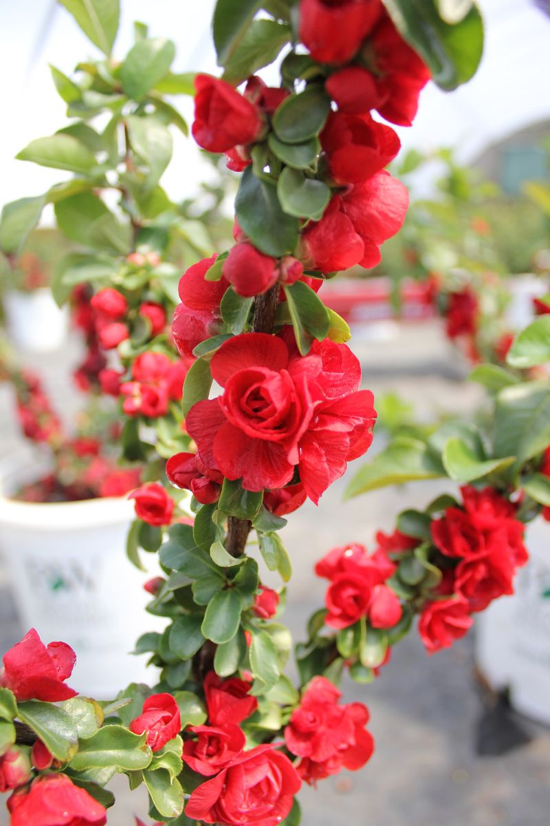 Zierquitte Scarlet Storm®