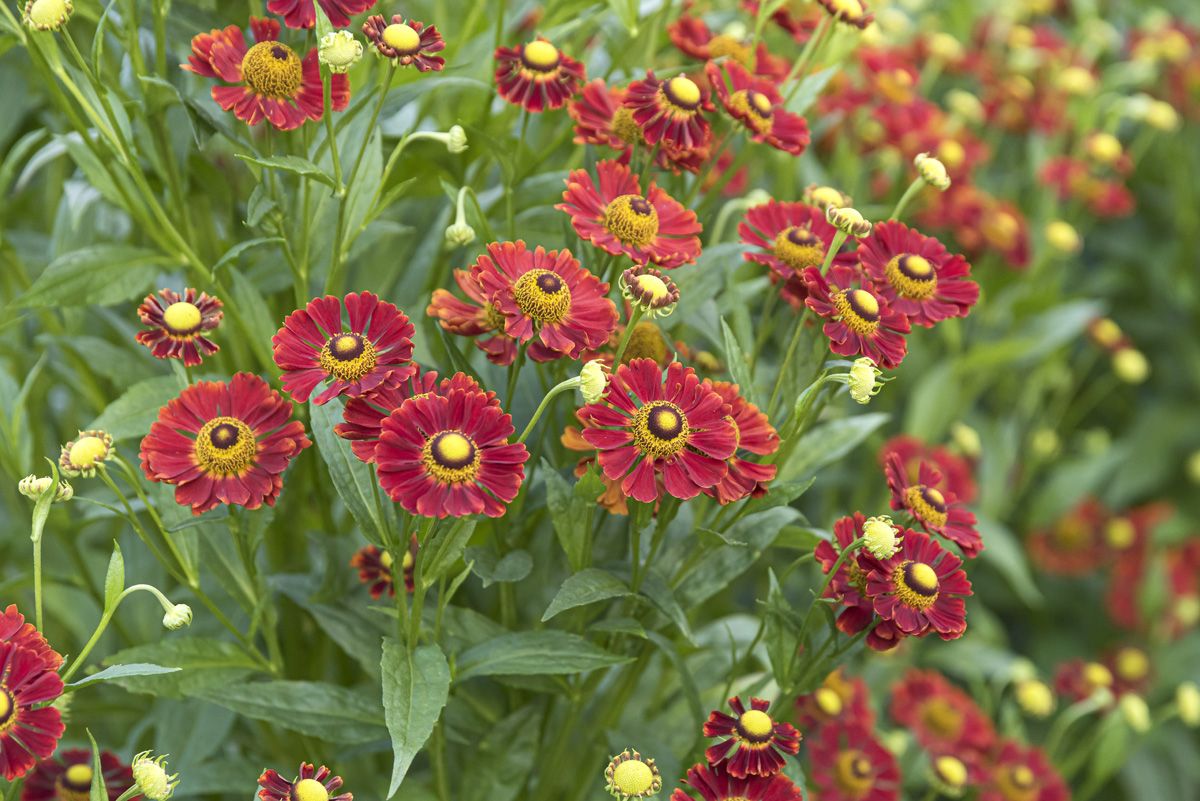 Sonnenbraut Rubinzwerg Sonnenbraut Rubinzwerg