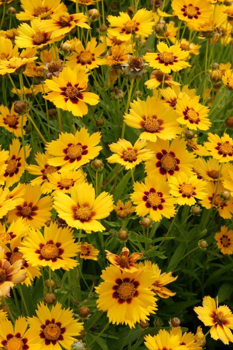 Mädchenauge Sonnenkind