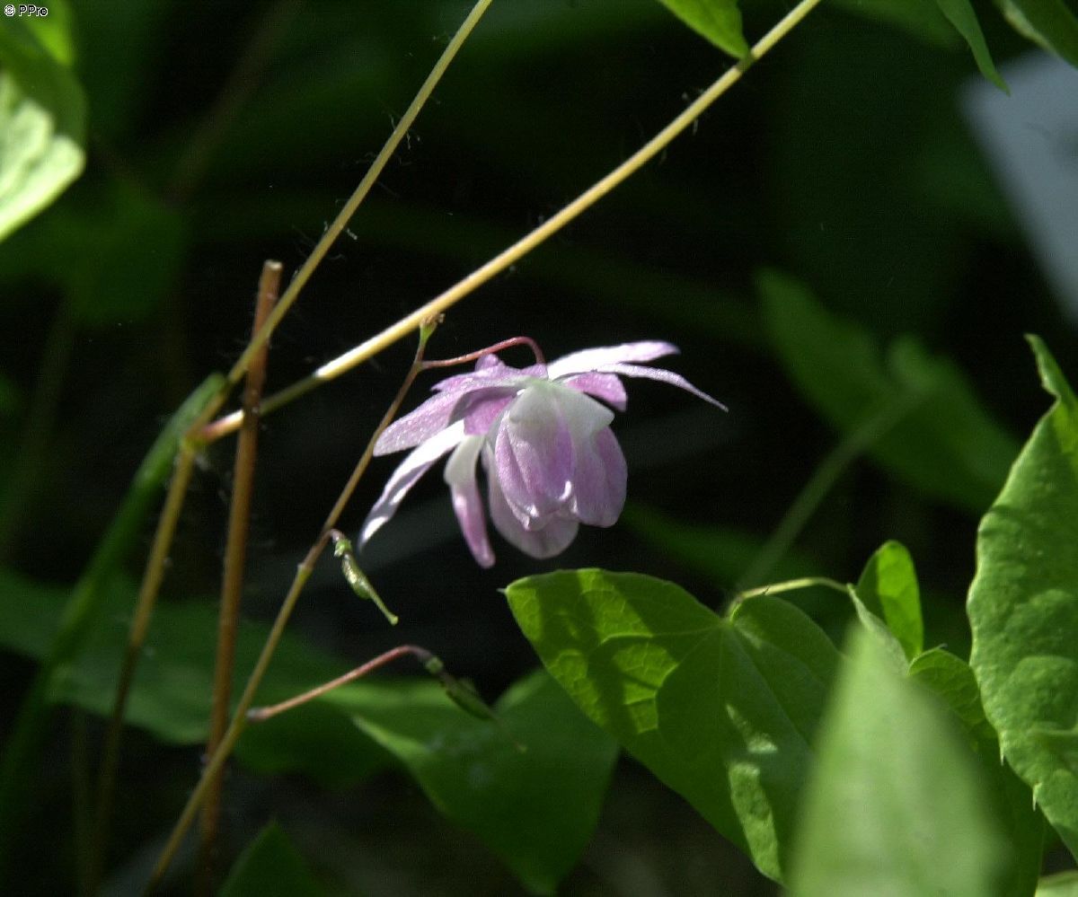 Elfenblume, Sockenblume Roseum