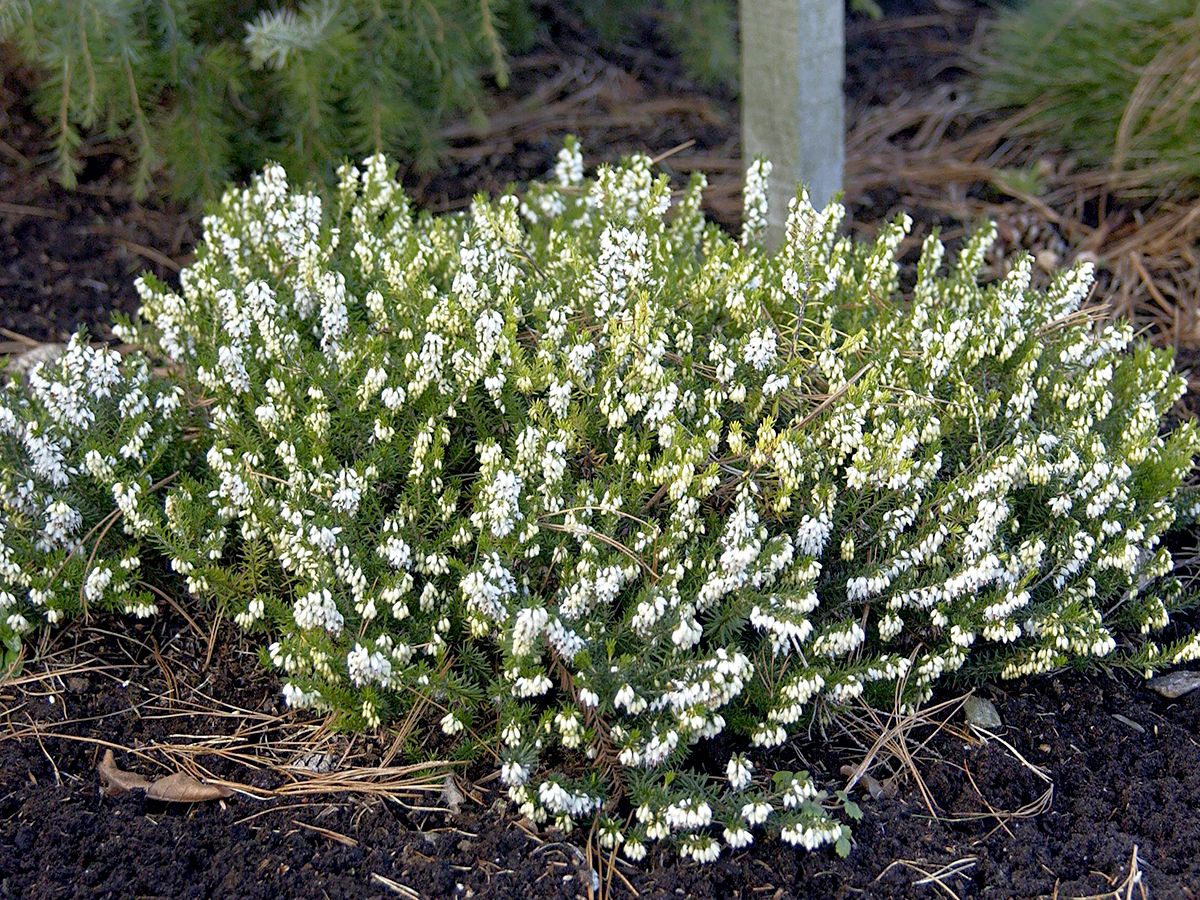 Schneeheide Snow Queen