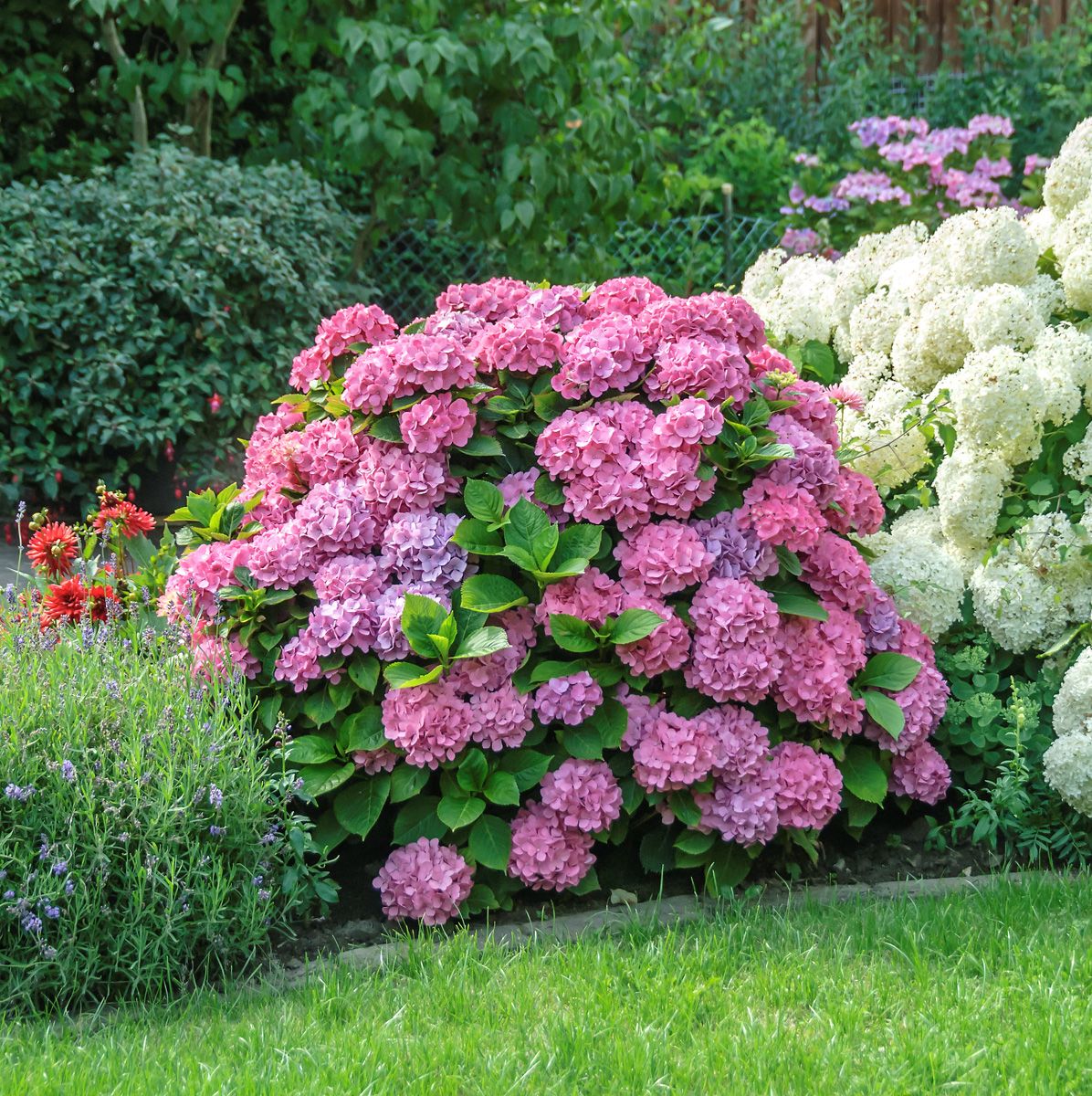 Gartenhortensie Hamburg