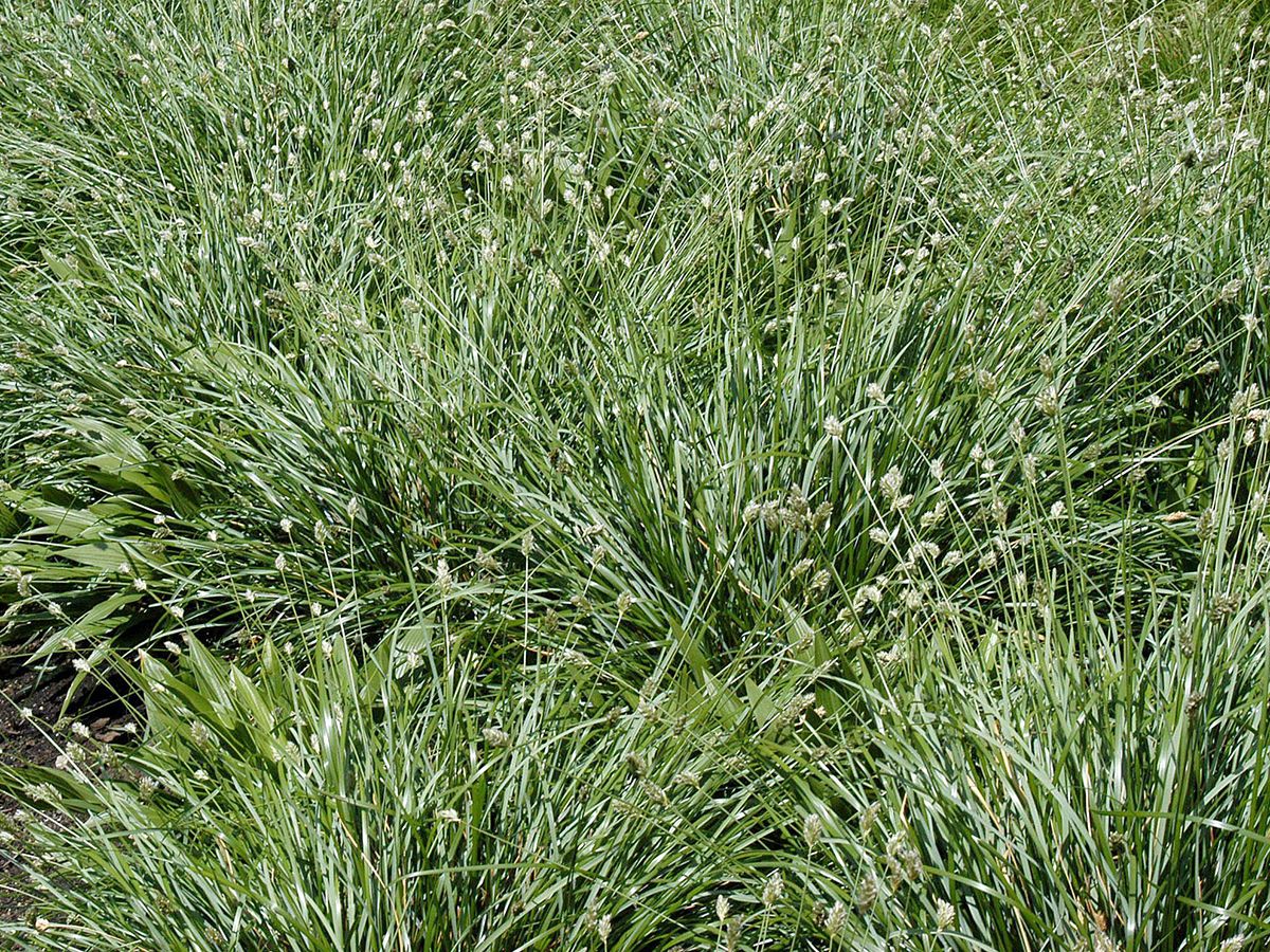 Moorblaugras