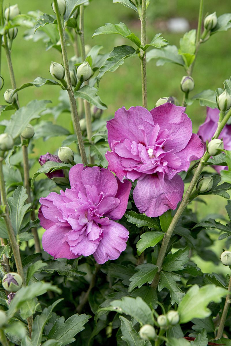 Hibiskus Purple Ruffles
