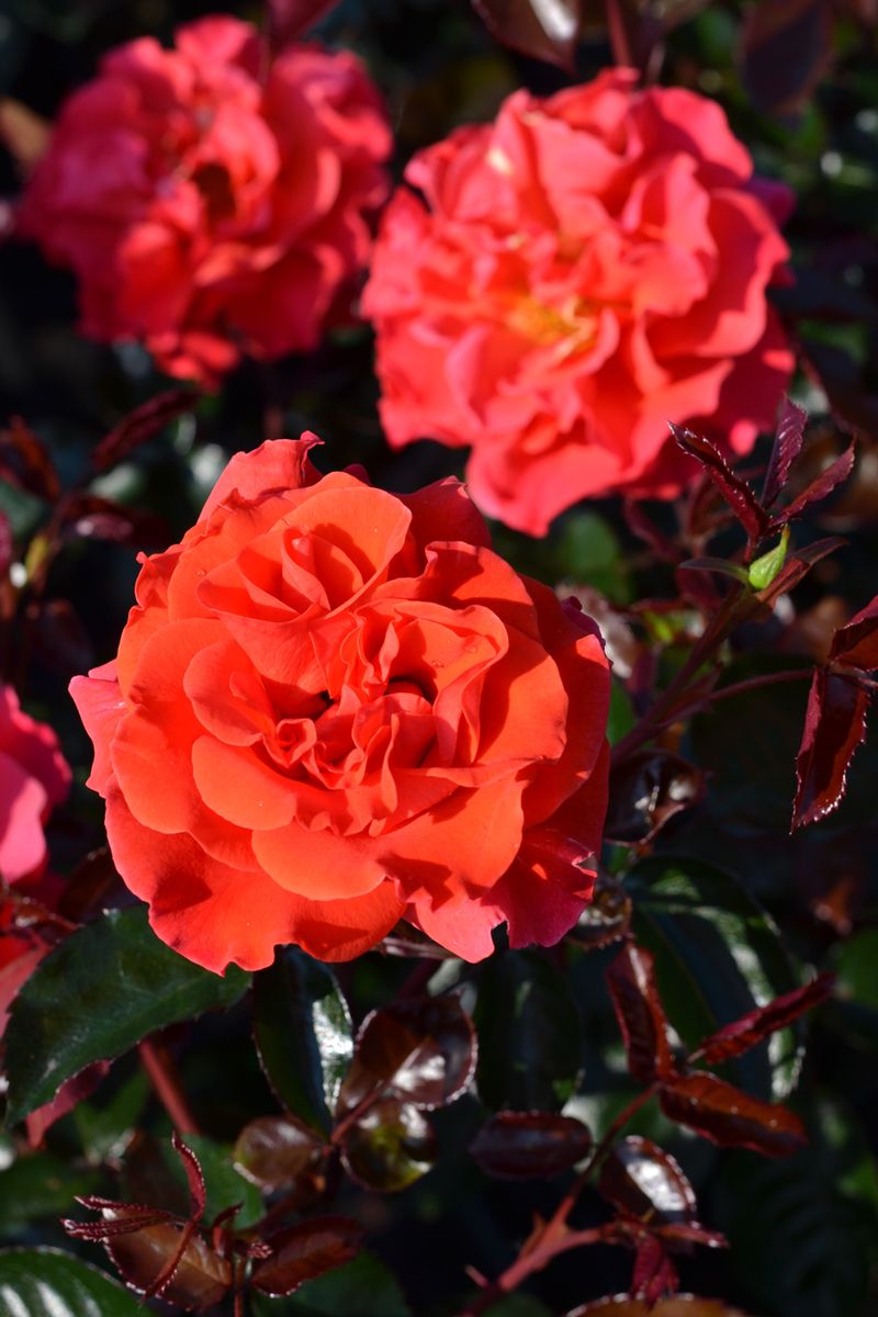 Westblick® Beetrose