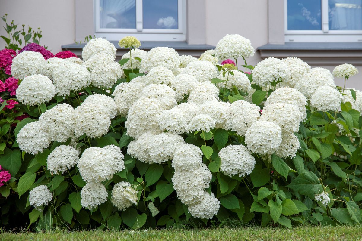 Schneeballhortensie Annabelle Schneeballhortensie Annabelle