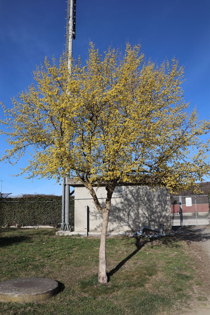 Tierlibaum