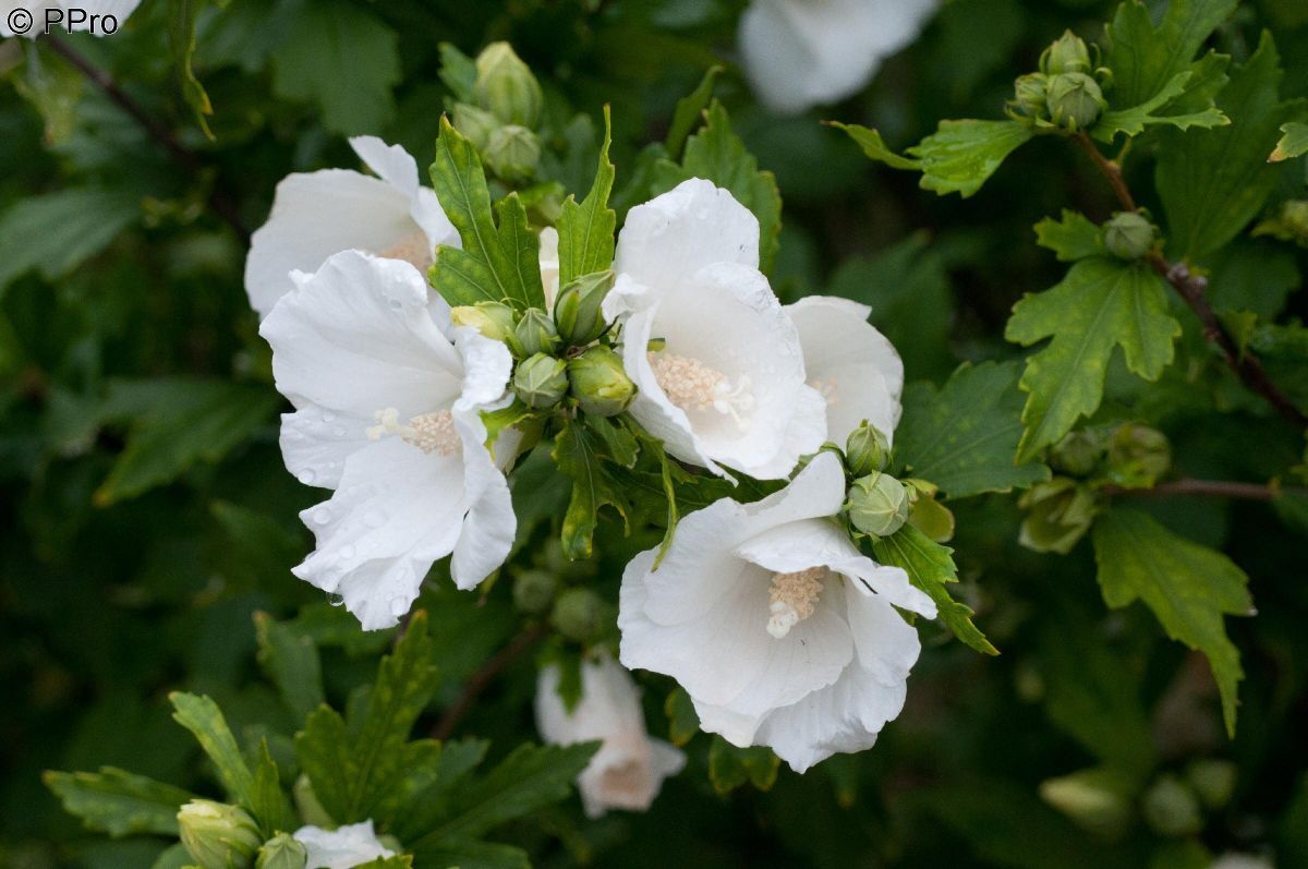 Hibiscus, Eibisch Totus Albus
