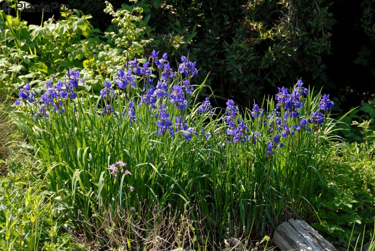 Wiesenschwertlilie, Sibirische Schwertlilie