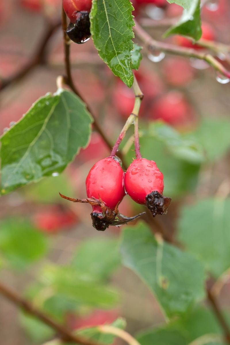 Buschrose, Heckenrose