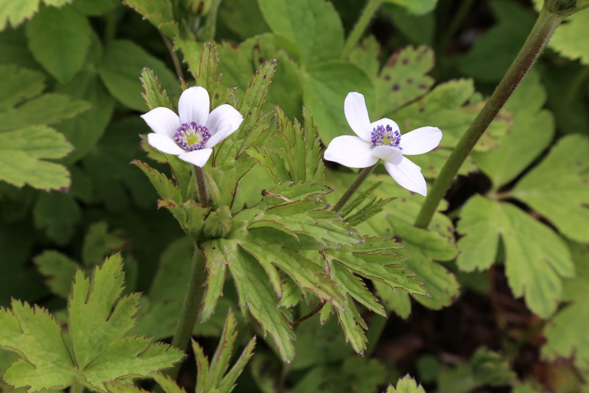 Bachanemone Bachanemone