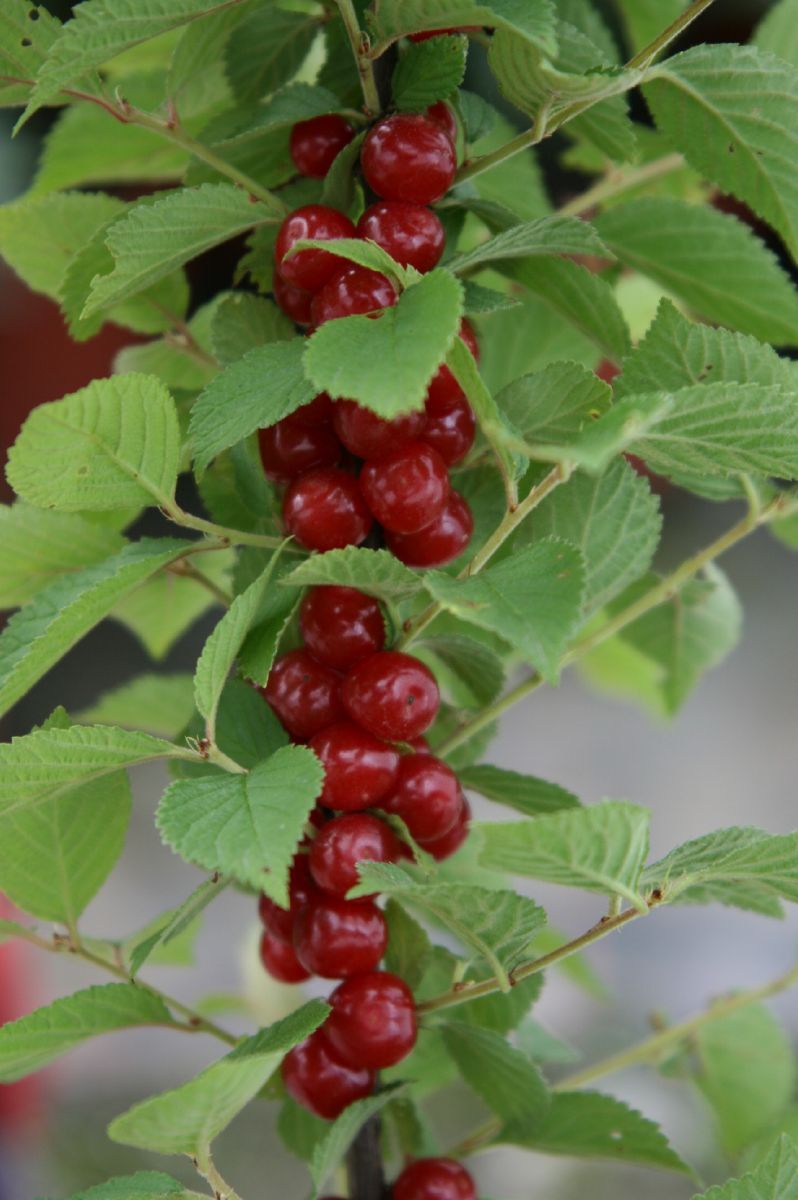 Koreakirsche Koreakirsche