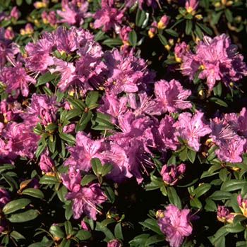 Rhododendron, Alpenrose Luisella