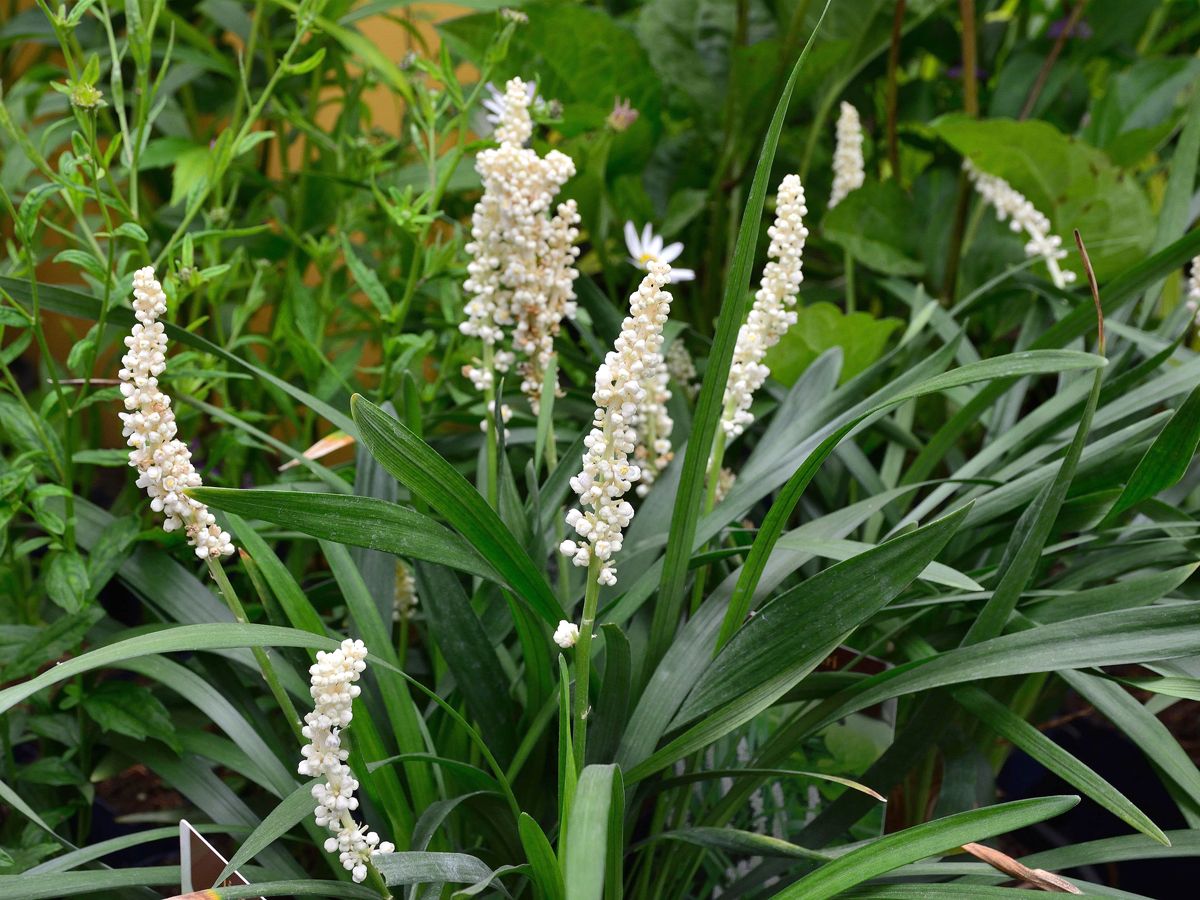Lilientraube Monroe White Lilientraube Monroe White