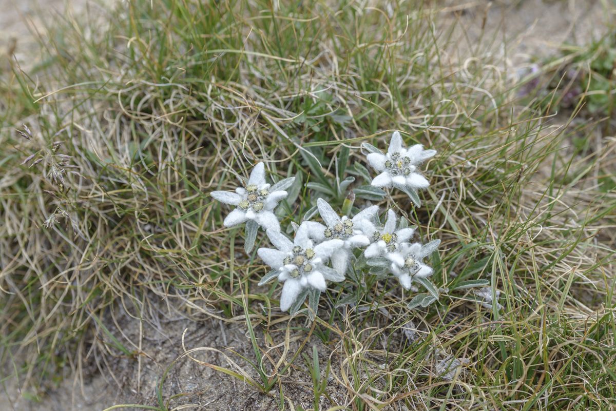 Edelweiss Edelweiss