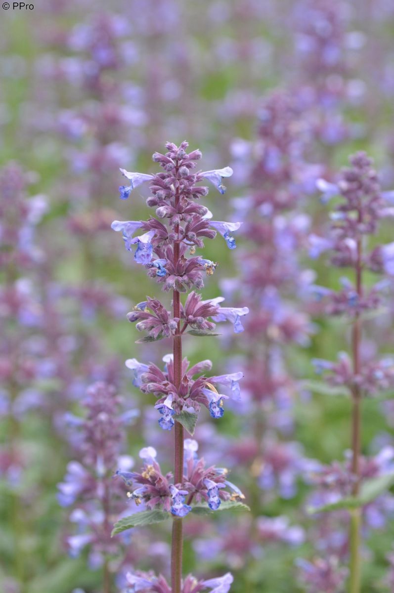 Katzenminze Blue Danube