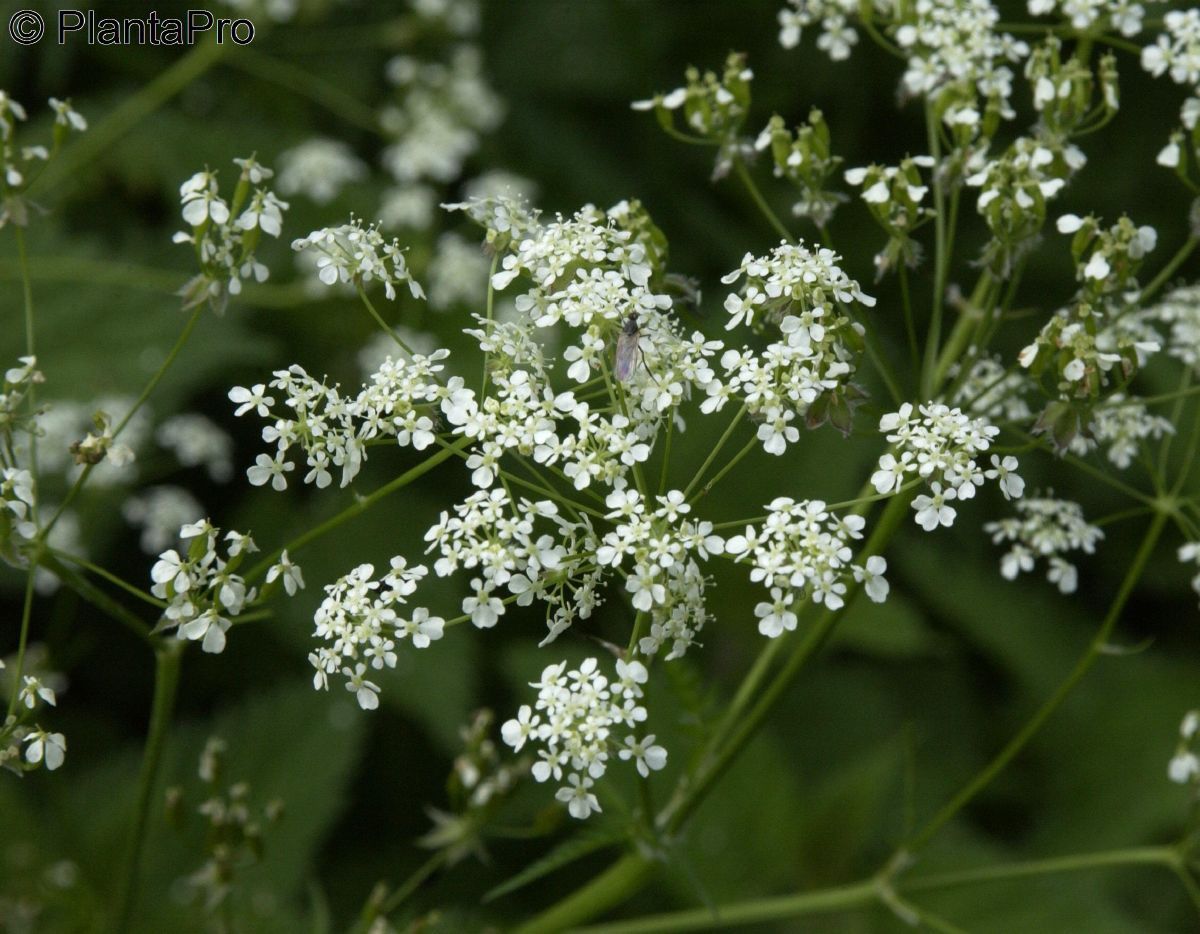 Wiesenkerbel Wiesenkerbel