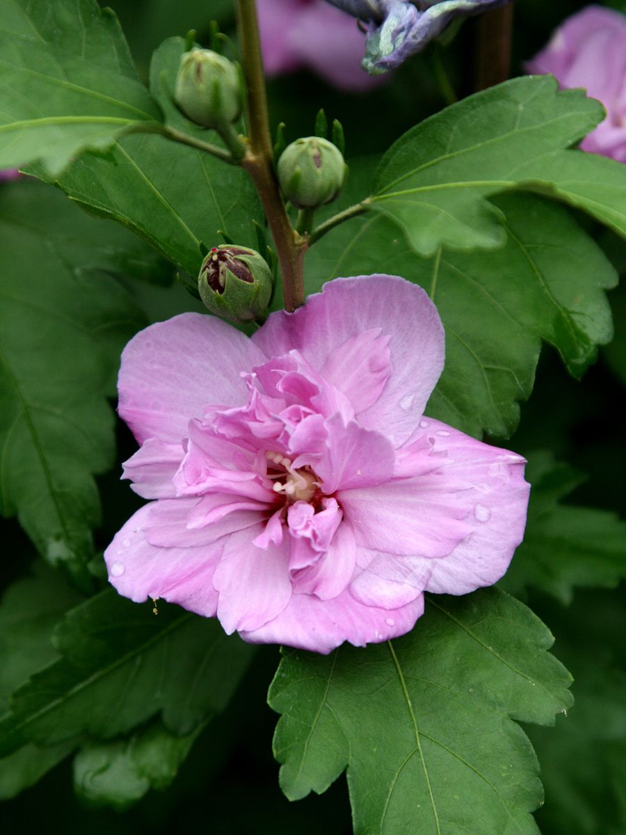 Hibiskus Ardens Hibiskus Ardens