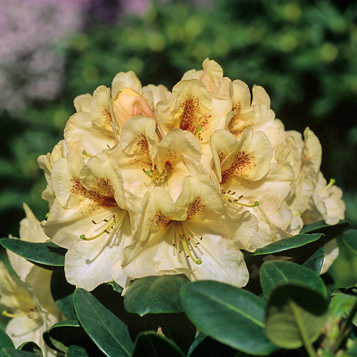 Rhododendron Goldbukett