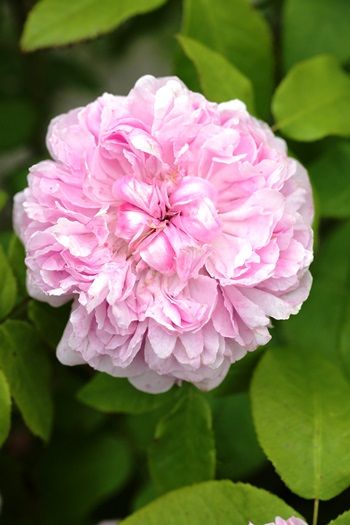Jacques Cartier Strauchrose/Historische Rose (anspruchslos, sehr starker Duft) Jacques Cartier Strauchrose/Historische Rose (anspruchslos, sehr starker Duft)