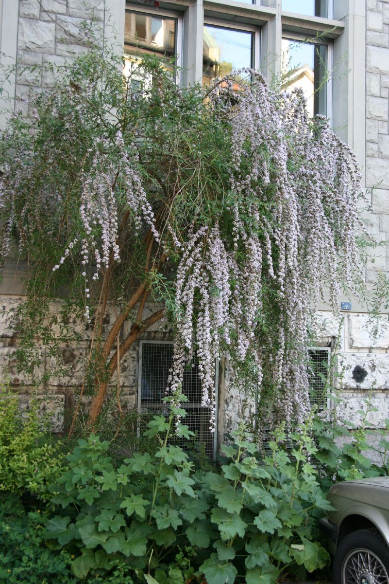 Schmalblättriger Sommerflieder