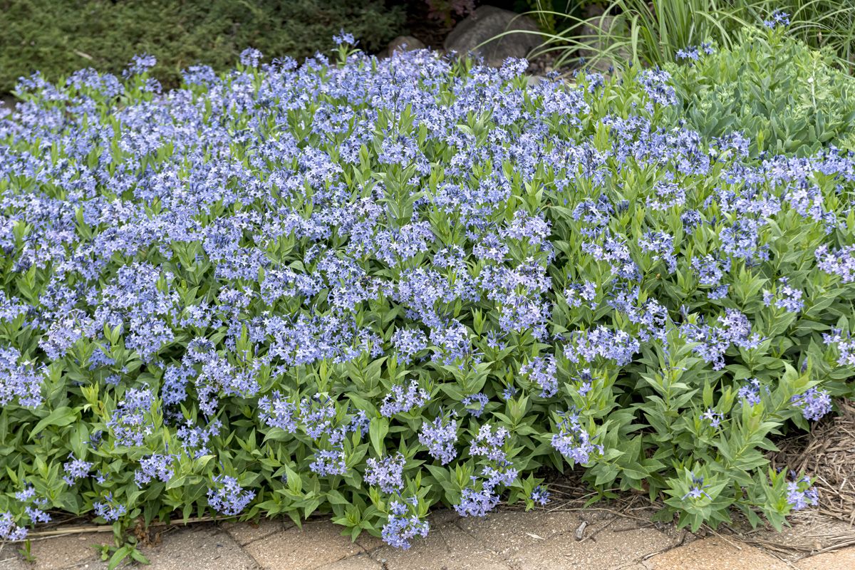 Blausternbusch Blue Ice