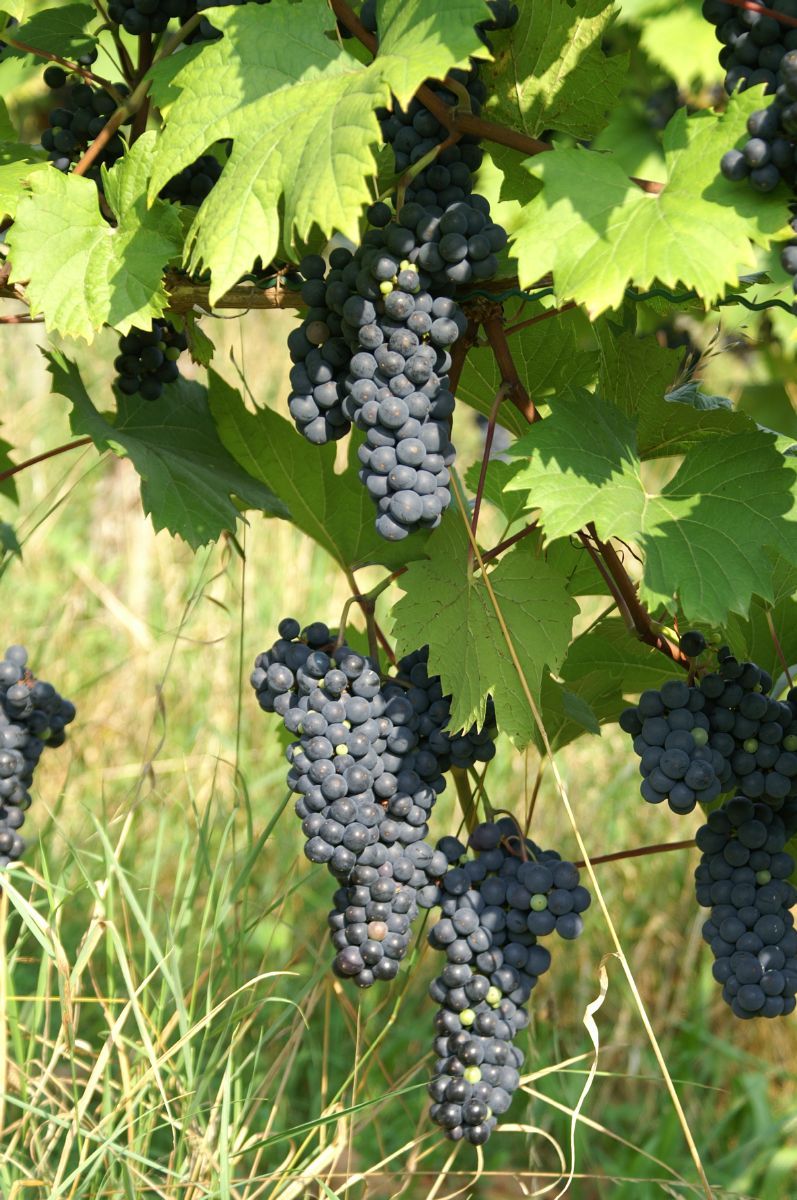 Blauer Burgunder/Pinot noir Edelrebe
