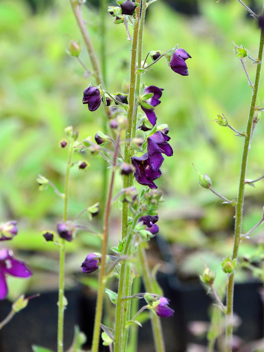 Königskerze Violetta