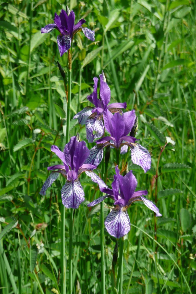Wiesenschwertlilie, Sibirische Schwertlilie