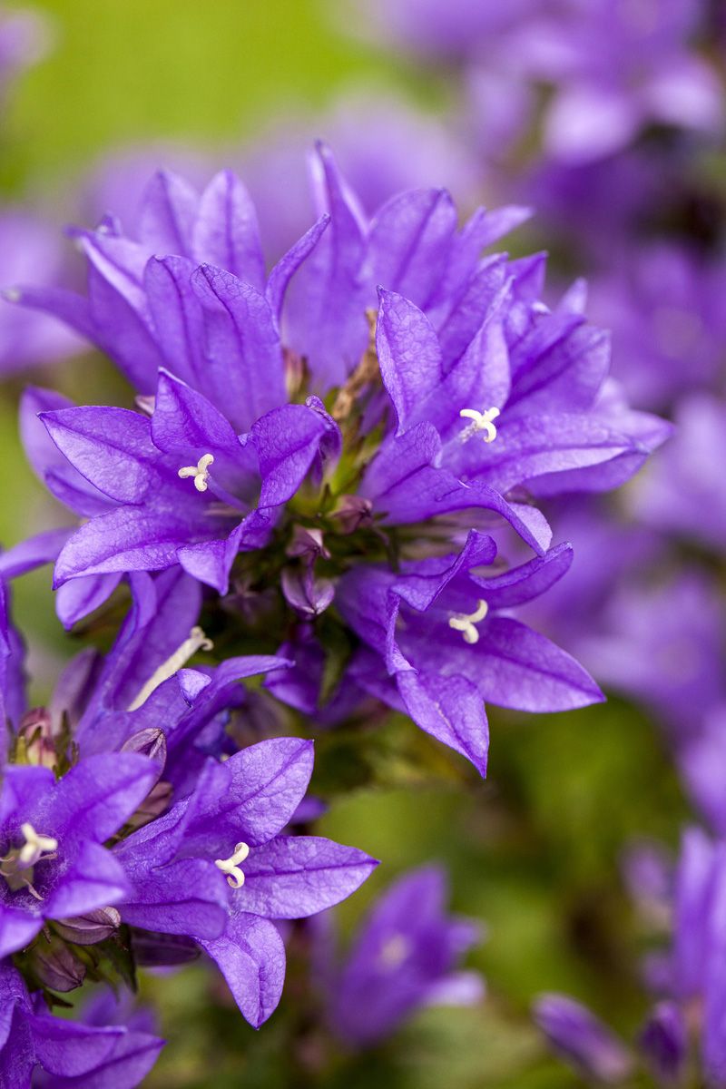 Knäuelglockenblume
