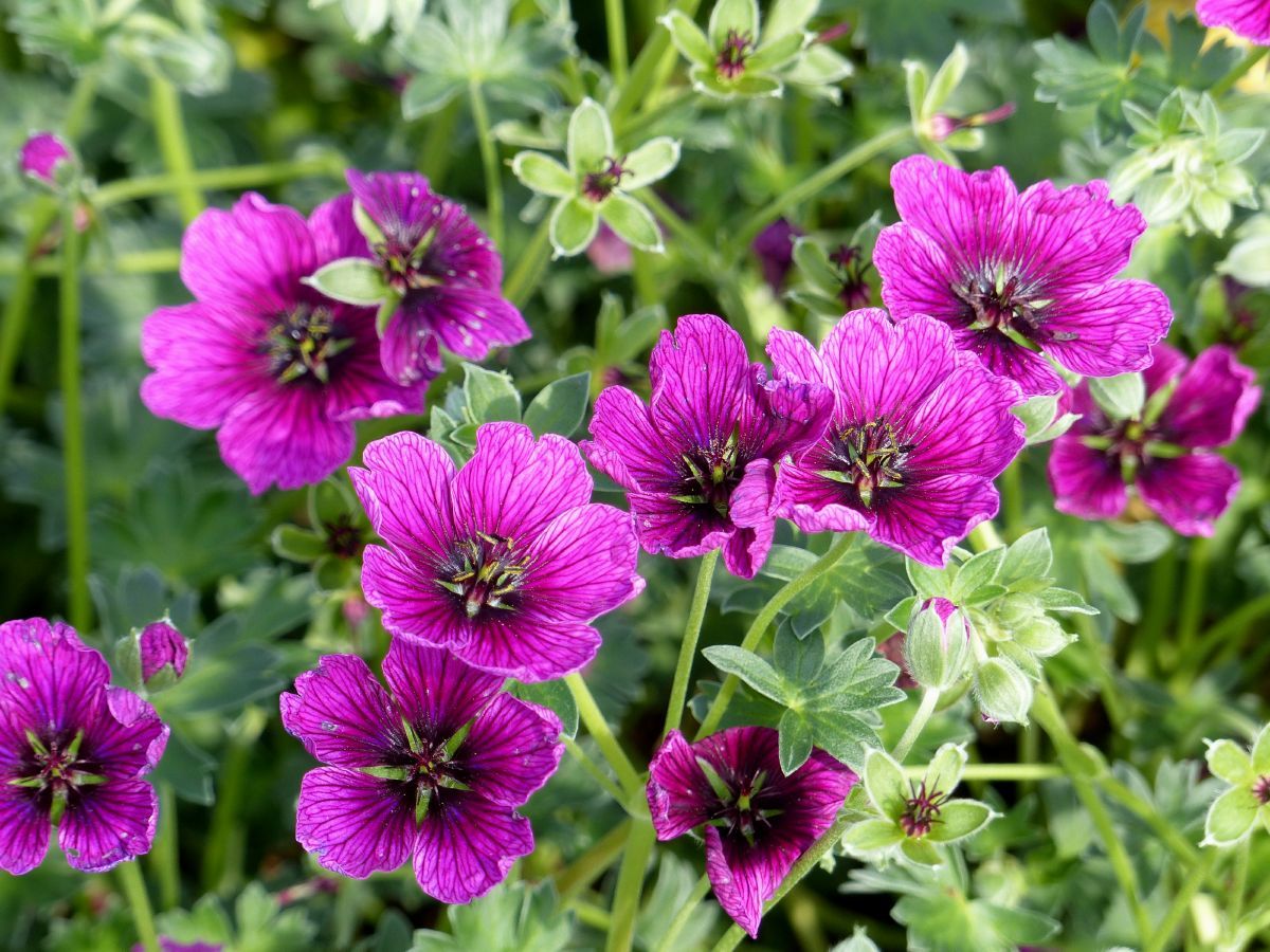 Storchschnabel Jolly Jewel Purple