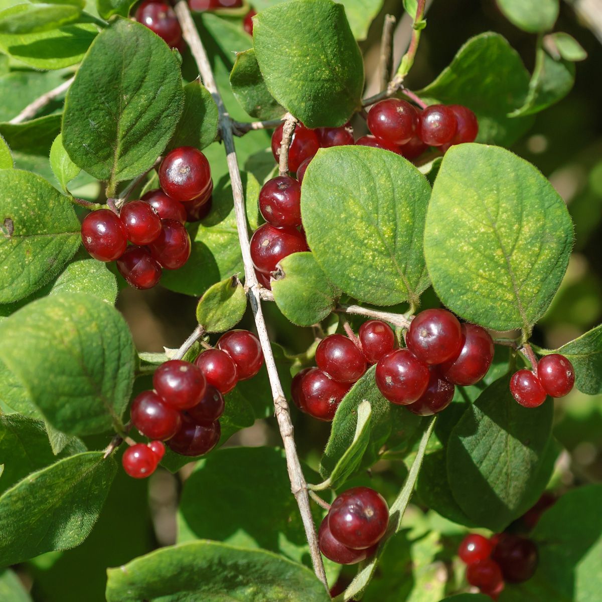 Rote Heckenkirsche Rote Heckenkirsche