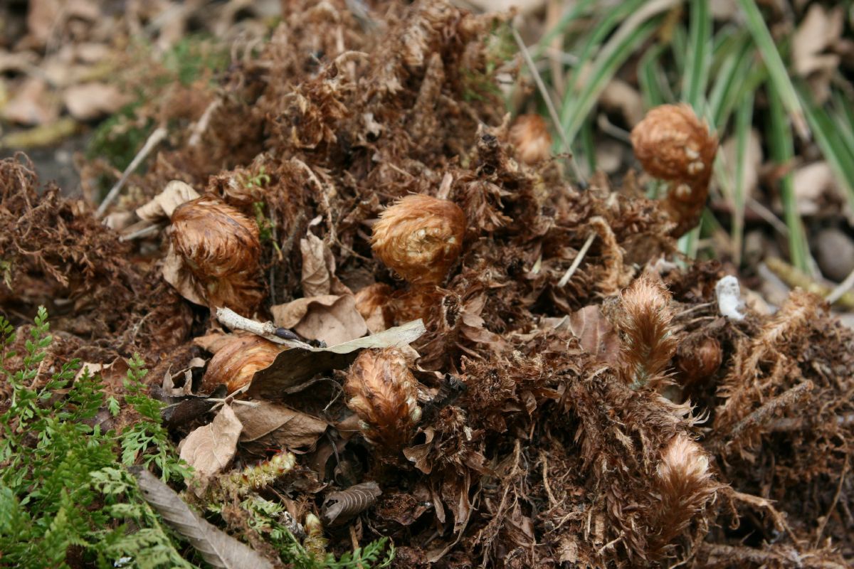 Schmaler Schildfarn Proliferum Schmaler Schildfarn Proliferum