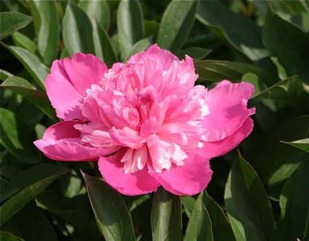 Pfingstrose Amabilis